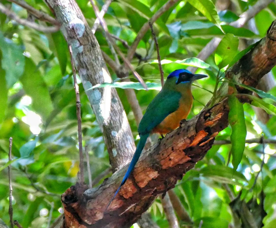 Casa Da Arvore, Sonho Na Amazonia, 2Min A Pe Da Praia Alter do Chão Esterno foto